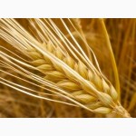 Продаём семена озимых культур, пшеница, рапс, ячмень. Новинка - озимый горох
