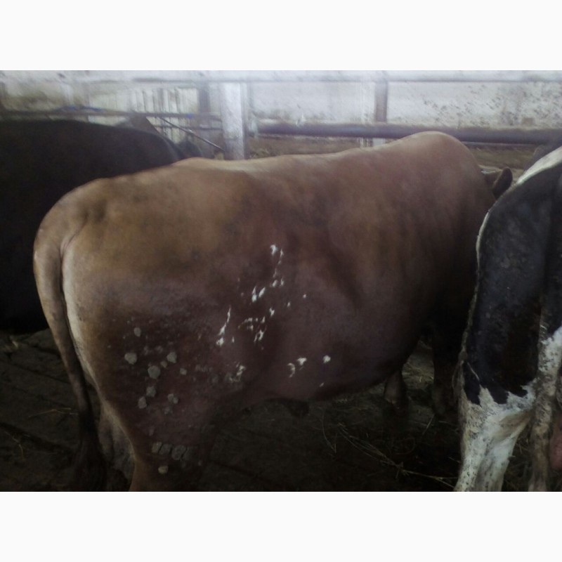 Фото 5. Продам говядину живьем корова и бык на экспорт
