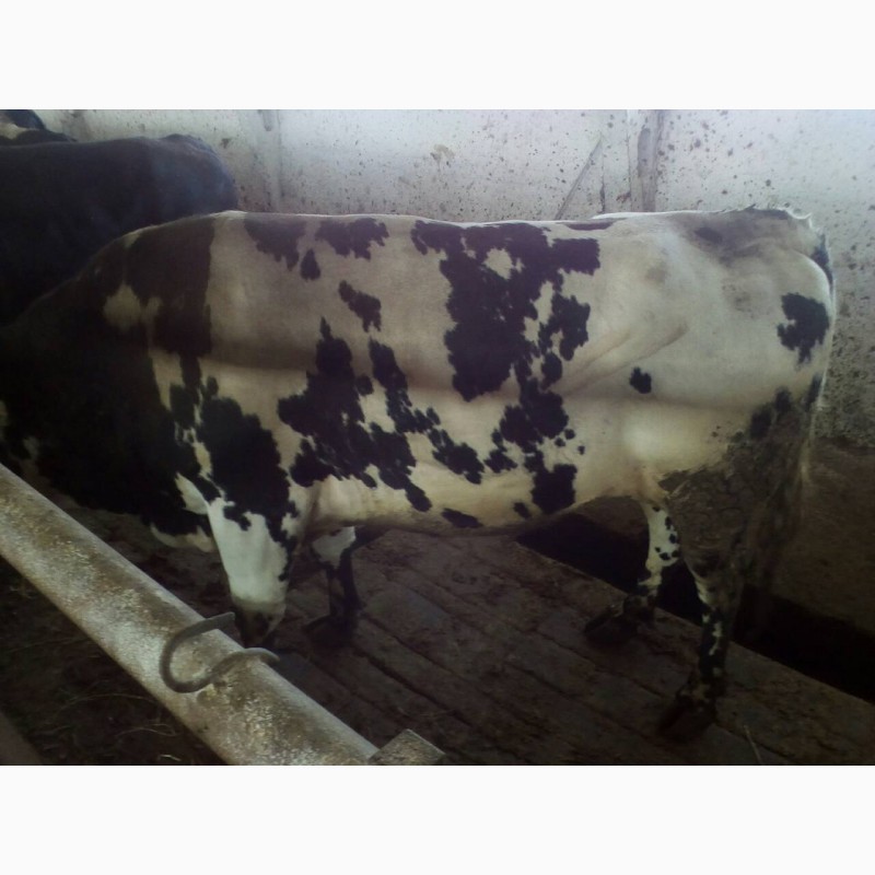Фото 6. Продам говядину живьем корова и бык на экспорт