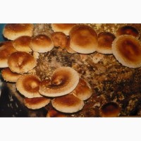 Мицелий гриба шиитаке (для пеньков, блоков)