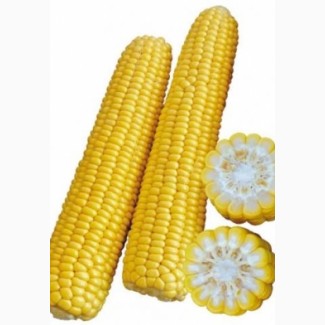 Семена кукурузы Монсанто ДКС 3511 ФАО 330