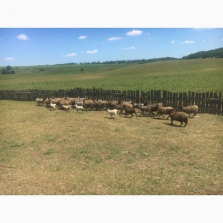 Продам стадо овец 138 голов романовская порода
