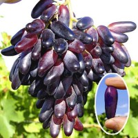 Купить виноград на экспорт