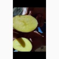 Продажа качественного картофеля