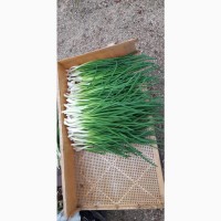 Продам лук зелёный