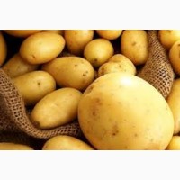Продажа картофеля оптом от 21 тонны