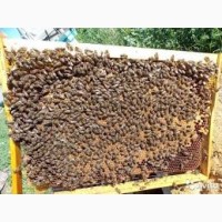 Продам бджолопакети -30 шт карпатка