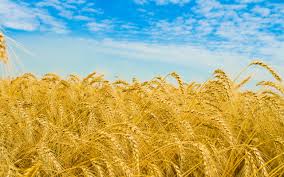 Закупаем пшеницу фуражную