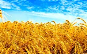 Купуємо пшеницю продовольчу та фуражну