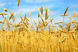 Фото 4. Купуємо пшеницю продовольчу та фуражну