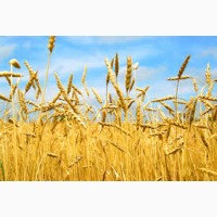 Купуємо пшеницю продовольчу та фуражну