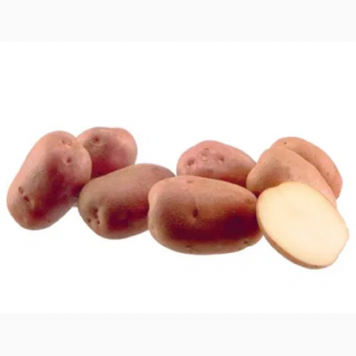 Картопля насіннєва MONTE CARLO/ Картофель семенной Монте Карло, 1 кг
