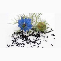 Продам насіння чорного кмину ( Калінджі), 99, 90%