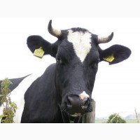 Закупаю коров и молодняк в Сумской области