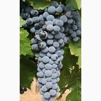 Продам виноград технических сортов (опт)