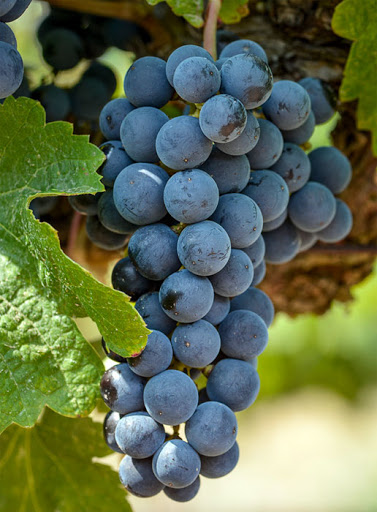 Фото 5. Продам виноград технических сортов
