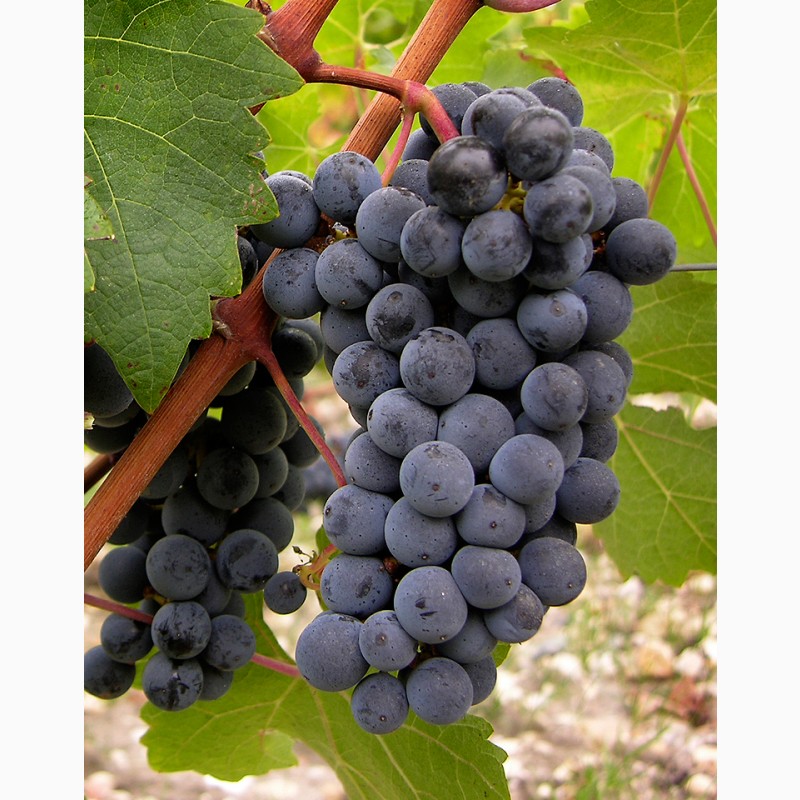 Фото 7. Продам виноград технических сортов
