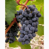 Продам виноград технических сортов