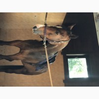 Лошадь. Мерин. 170 см. Немецкий паспорт