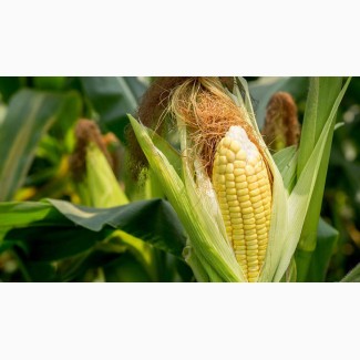 Семена кукурузы ДН Славица