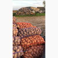 Продам качественный товарный картофель, сорта Королева Анна и Гранада , калибр 5-8
