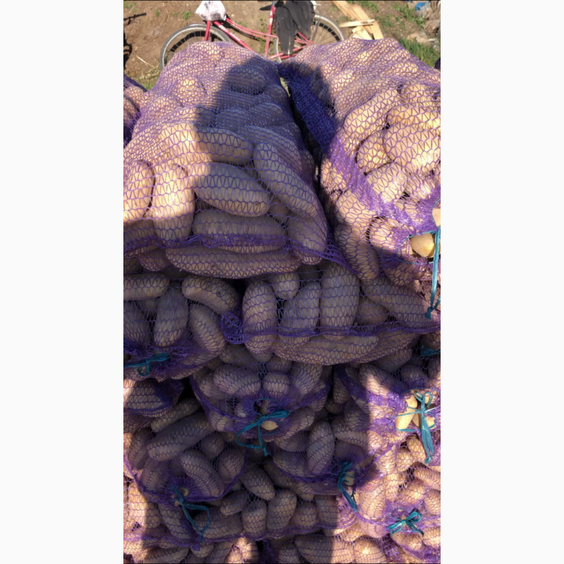 Фото 2. Продам качественный товарный картофель, сорта Королева Анна и Гранада , калибр 5-8