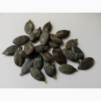 Продам насіння голонасінного гарбуза