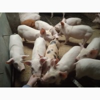Свиноферма реалізує товарні свині живою вагою 100 - 110 кг