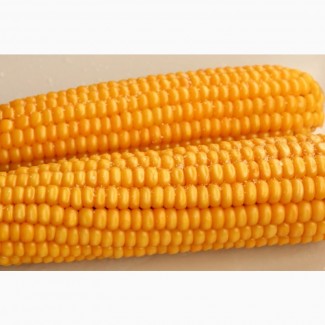 Продам кукурузу база (2Ф)