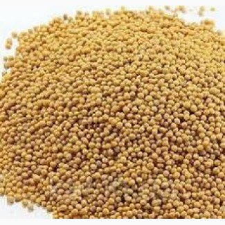 Продам насіння Гірчиці жовтої. від 10кг. Оплата безготівкова з ПДВ. ціна 140грн/ кг
