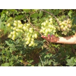 Продам зелёные саженцы винограда Киев