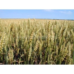 Семена озимой пшеницы,Элита Ермак,С лавная