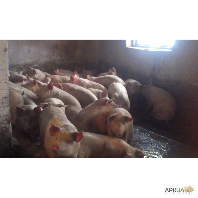 Фото 3. Продаю свиней, фермерське господарство на постійній основі, жива та бита вага