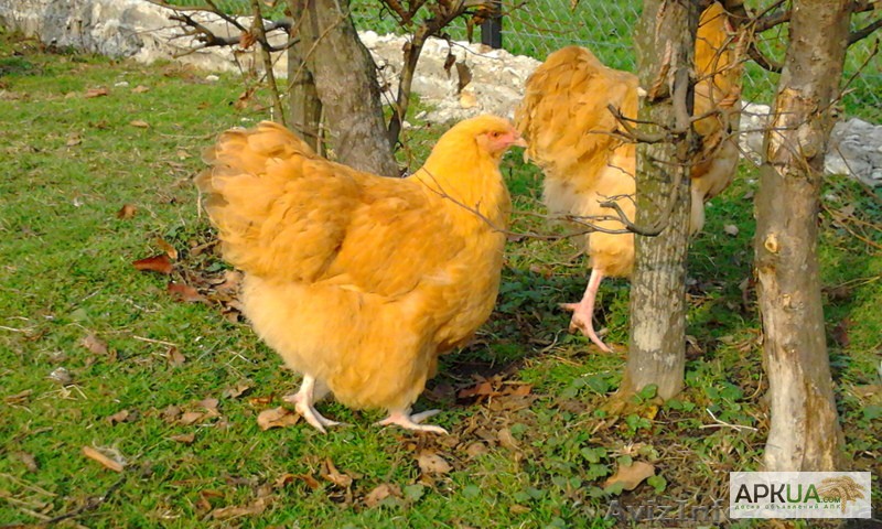 Почему курица желтая. Орпингтоны куры. Орпингтон желтый. Орпингтон желтый порода кур. Орпингтон порода кур цыплята.