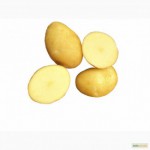 Картопля Сатіна оптом, висока якість - розумна ціна