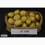 Продам картоплю Агаве, вигідно