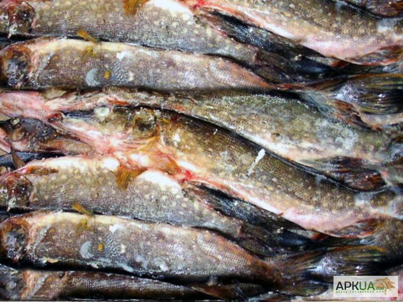 Фото 4. Рыбная компания реализует свежемороженую рыбу оптом