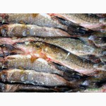 Рыбная компания реализует свежемороженую рыбу оптом