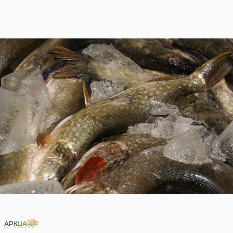 Фото 5. Рыбная компания реализует свежемороженую рыбу оптом