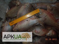 Фото 6. Рыбная компания реализует свежемороженую рыбу оптом