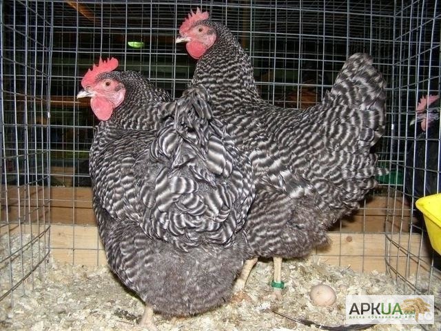 Фото 2. Яйця інкубаційні м ясо-яєчних курей Домінант Угорщина імпорт