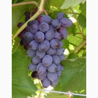 Саженцы и черенки Винограда питомник выращивает Виноград и плодовые деревья есть опт