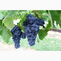 Саженцы и черенки Винограда питомник выращивает Виноград и плодовые деревья есть опт
