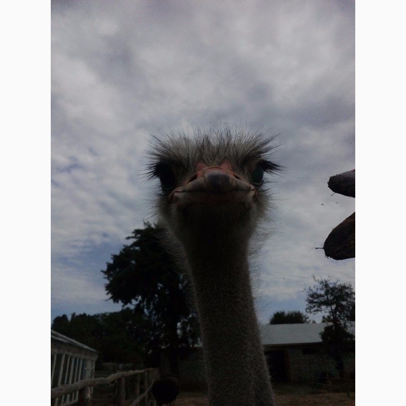 Фото 2. Продам черных африканских страусов