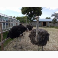 Продам черных африканских страусов