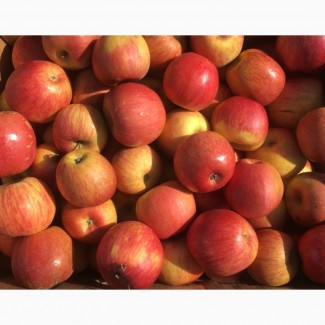 Продам яблука: Фуджі, айдаред