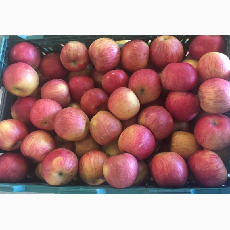 Фото 2. Продам яблука: Фуджі, айдаред