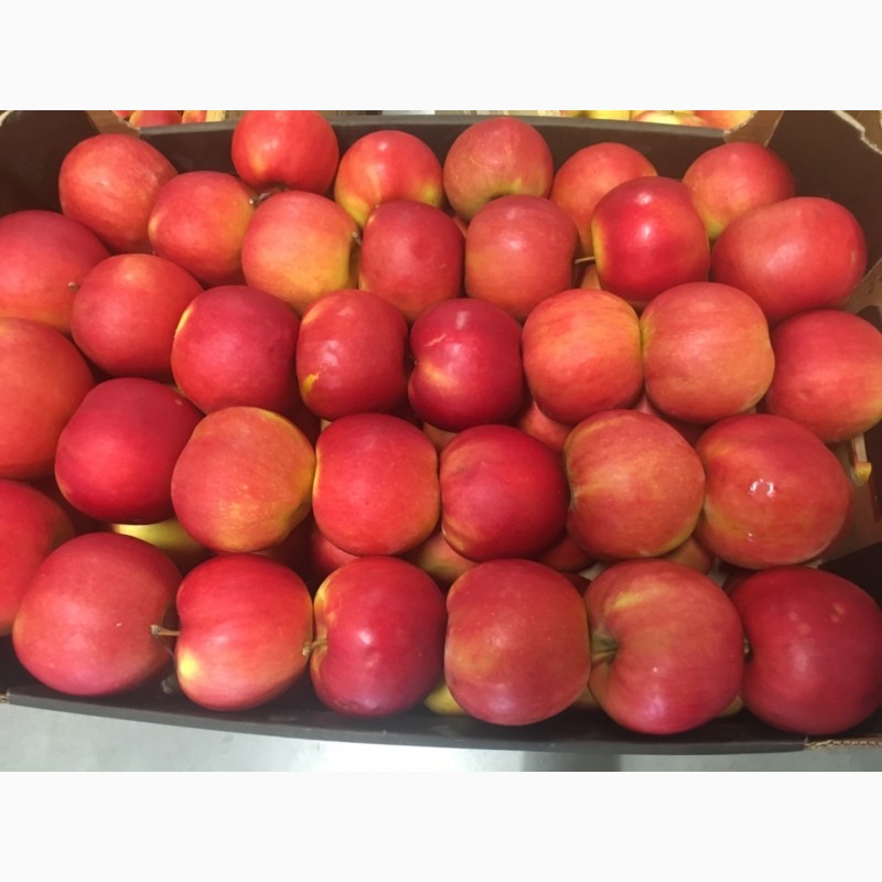Фото 3. Продам яблука: Фуджі, айдаред