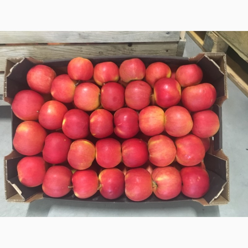 Фото 4. Продам яблука: Фуджі, айдаред