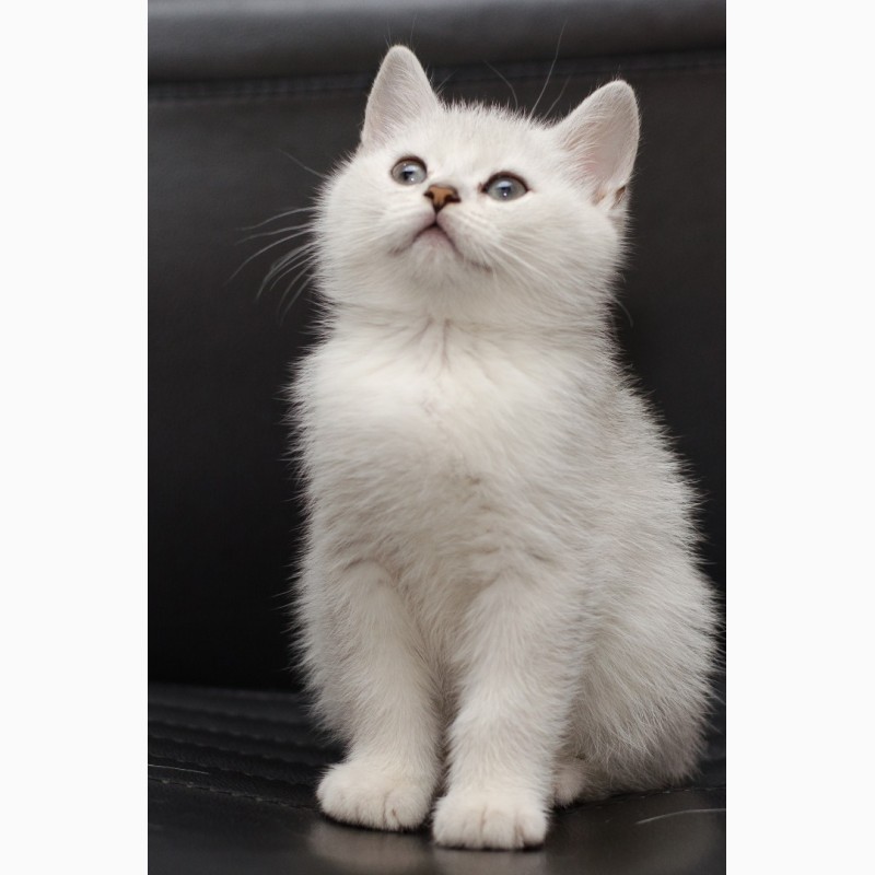 Фото 2. Британские серебристые котята от титулованных родителей